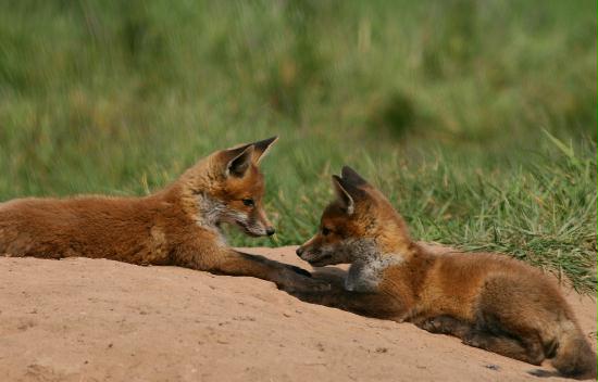 Fox <i>Vulpes vulpes</i>